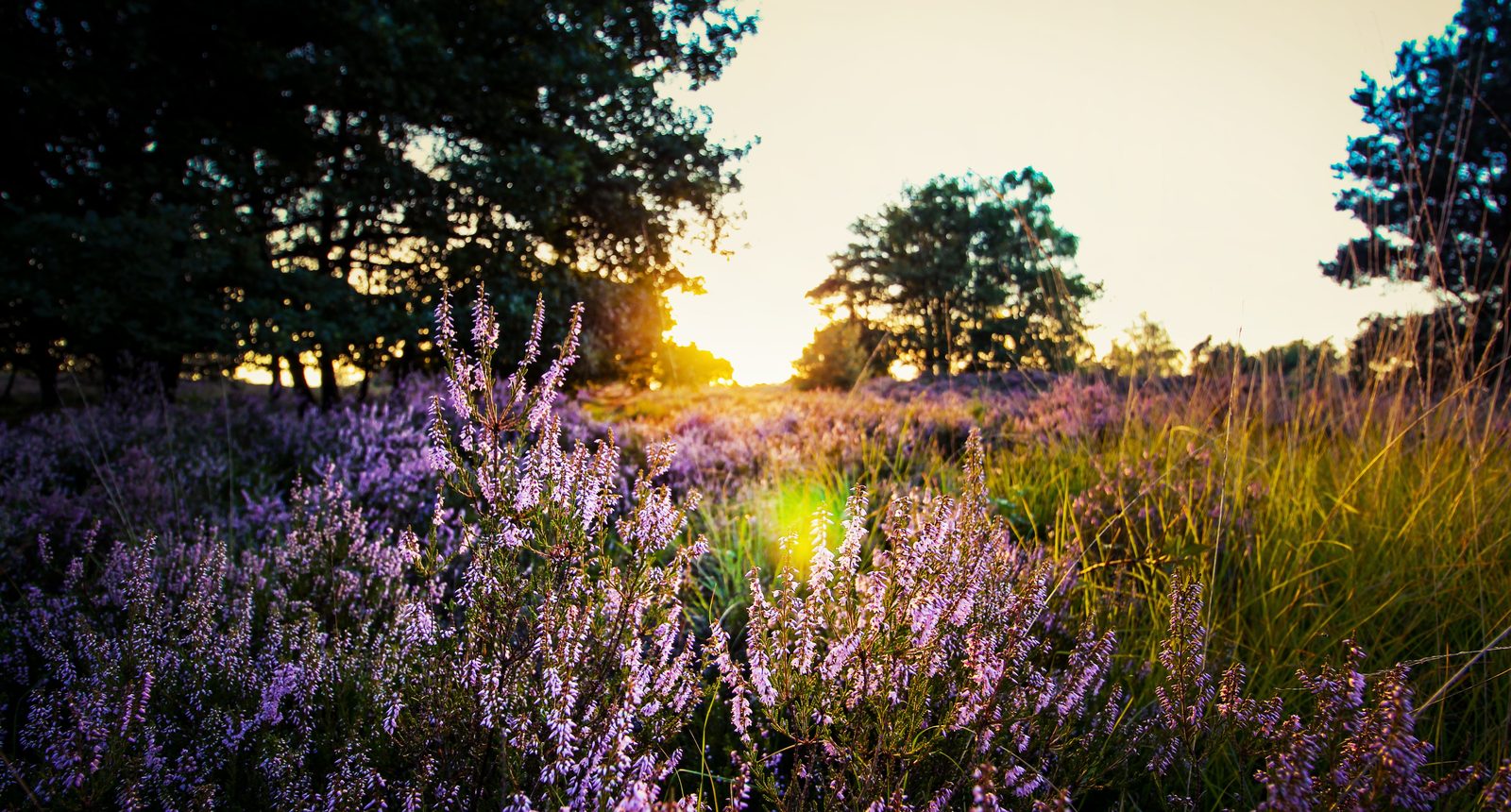 Heide op de Veluwe bij zonsondergang, werkgebied van VeluwePrint