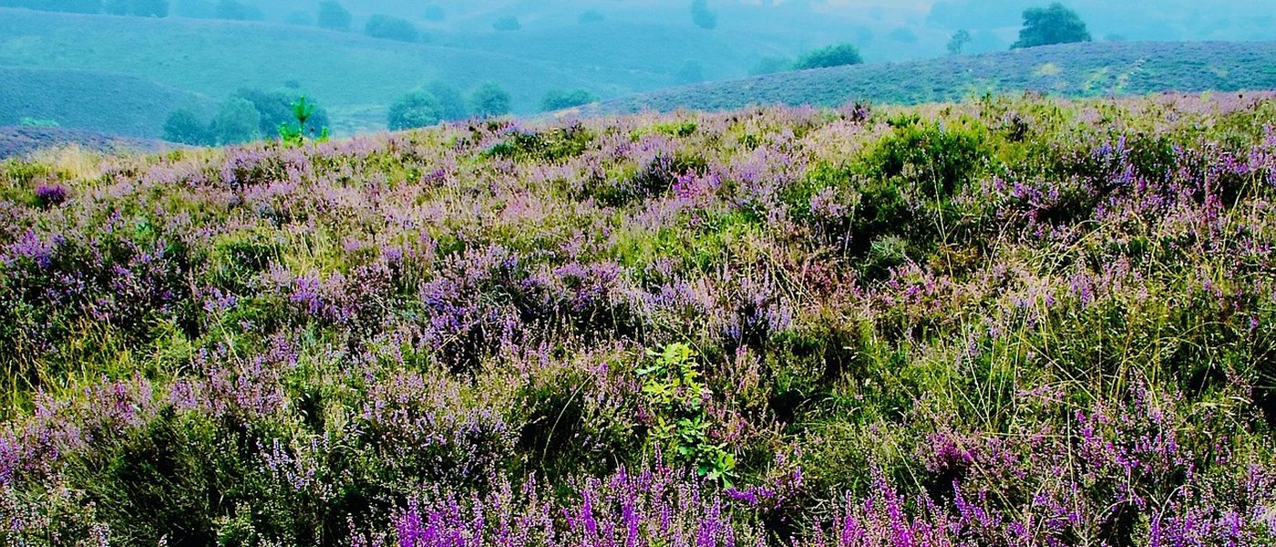 Heide op de Veluwe