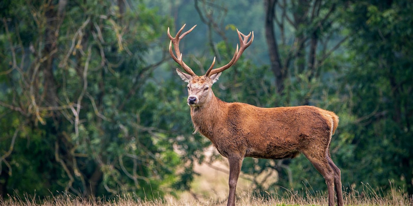 Edelhert op de Veluwe, werkgebied van VeluwePrint
