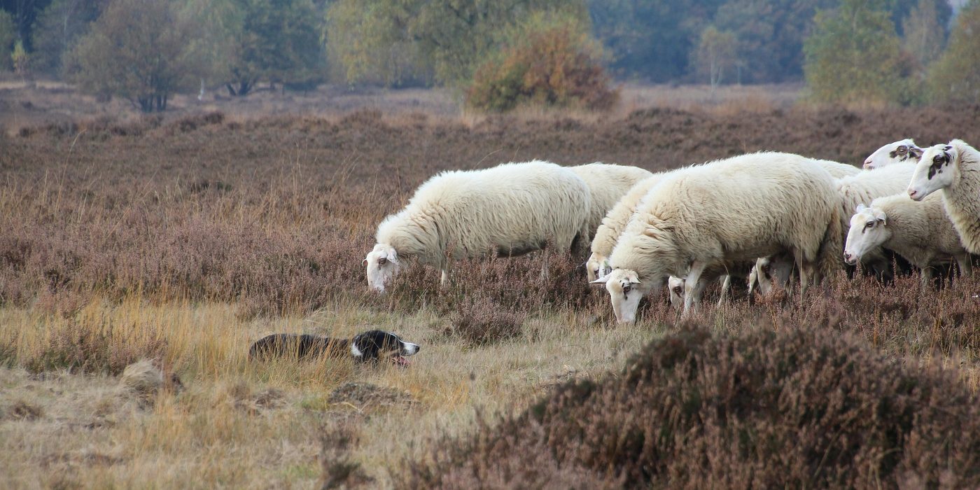 Bedrijfskleding bedrukken: voorbeeld van VeluwePrint