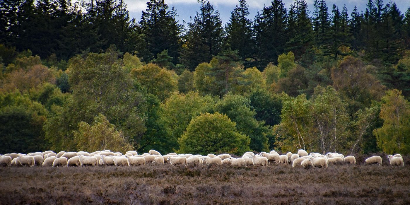 De Veluwe: werkgebied van VeluwePrint